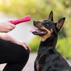 Drifty – Fun Interactive Dog Toy for Play & Enrichment