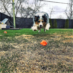 Crazy Bounce Rubber Dog Chew Toy