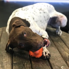Crazy Bounce Rubber Dog Chew Toy
