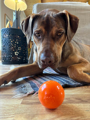 Durable Squeak Ball Dog Toy