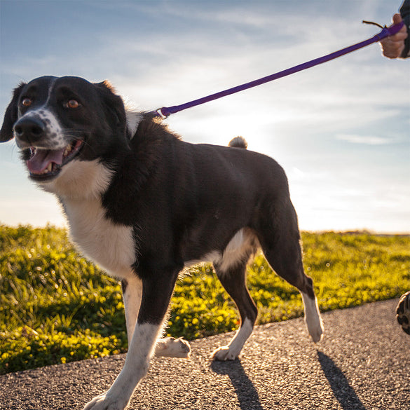 WUNDERleash – Original No-Pull Dog Leash for Comfortable Walking & Training