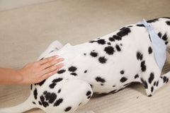 4FurBaby Dog & Cat Grooming Wipes